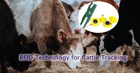 rfid animal tracking tags|livestock microchip identification.